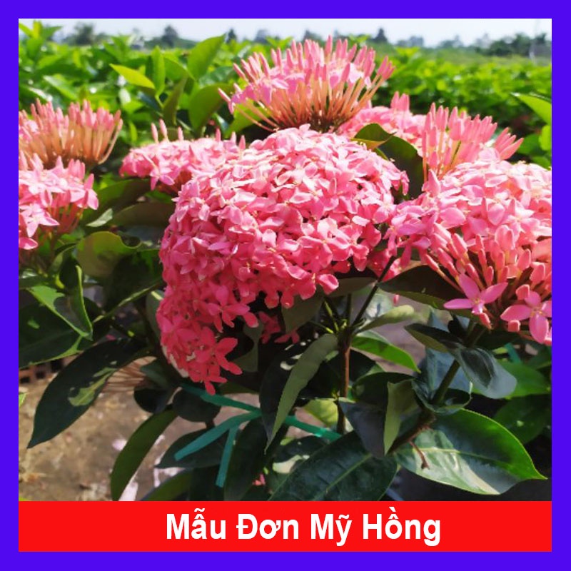 Cây Hoa Mẫu Đơn Mỹ Hồng - cây cảnh để bàn - cây cảnh trong nhà - caykiengsadec