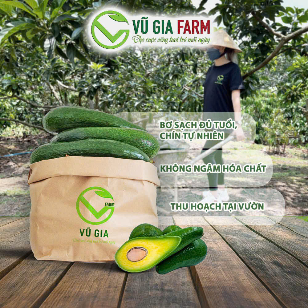 [GIAO TOÀN QUỐC] THÙNG 3.5 - 4KG Bơ 034 SIZE 3-4 trái/kg Tây Nguyên Vũ Gia Farm - bơ sạch nhà trồng, thu hoạch trực tiếp tại vườn, cơm vàng sáp dẻo ngon lắm ạ