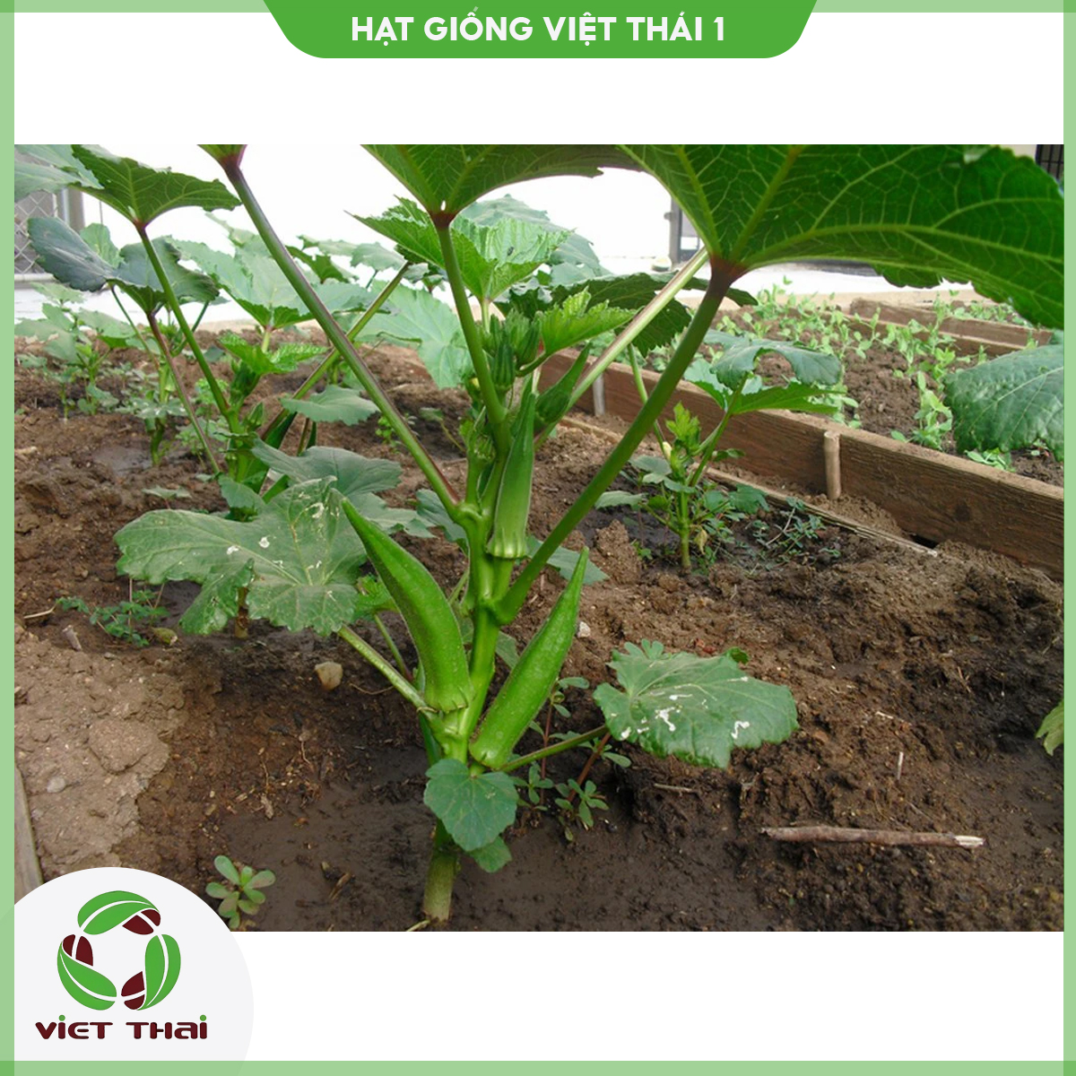 Hạt giống đậu bắp xanh ấn độ tn - hgvt1