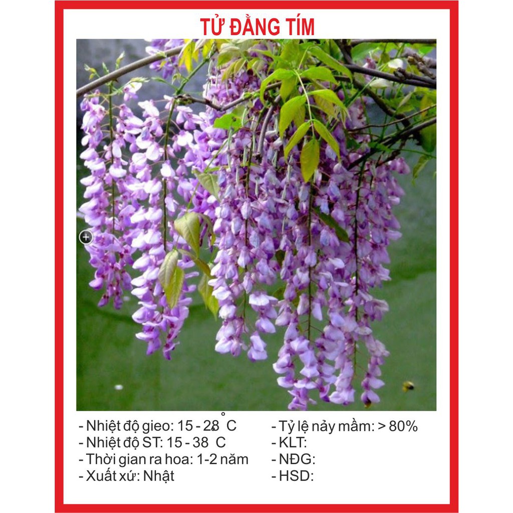 Hạt giống cây tử đằng 5 hạt