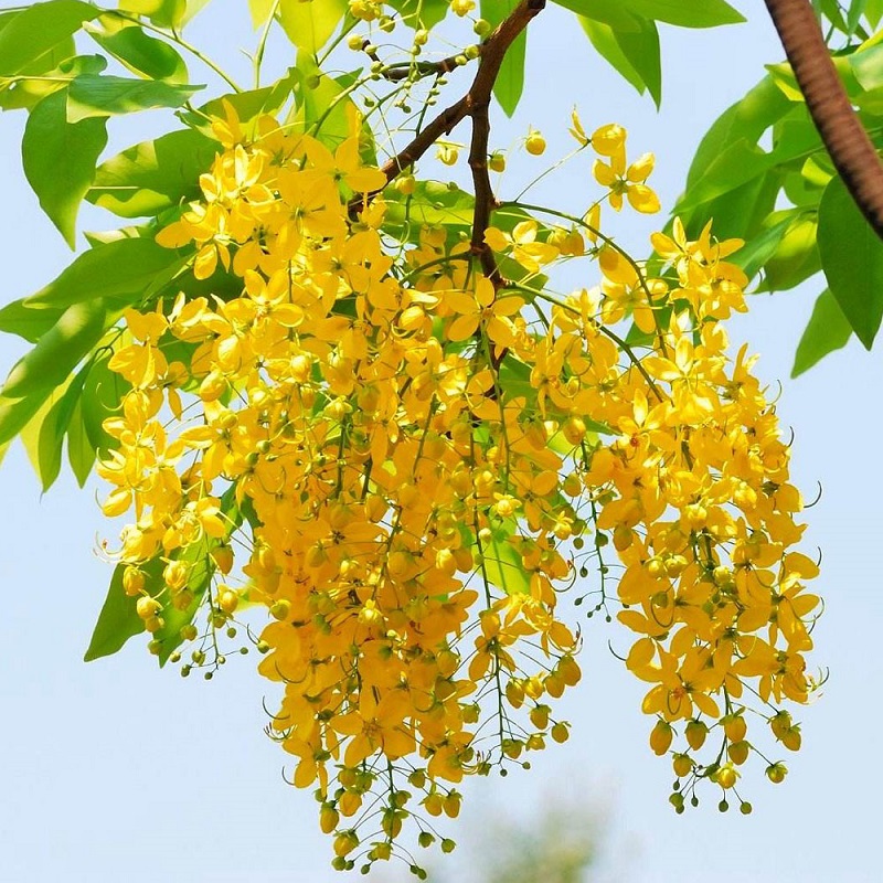 Hạt giống hoa hoàng yến - Tặng gói hạt ngẫu nhiên