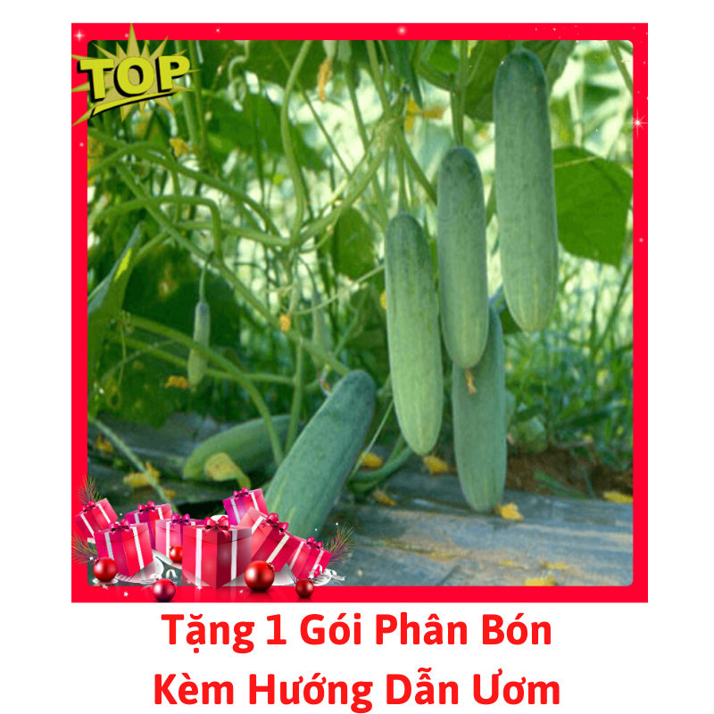 [Lấy mã giảm thêm 30%] Gói Hạt Giống Dưa Chuột Chịu Nhiệt