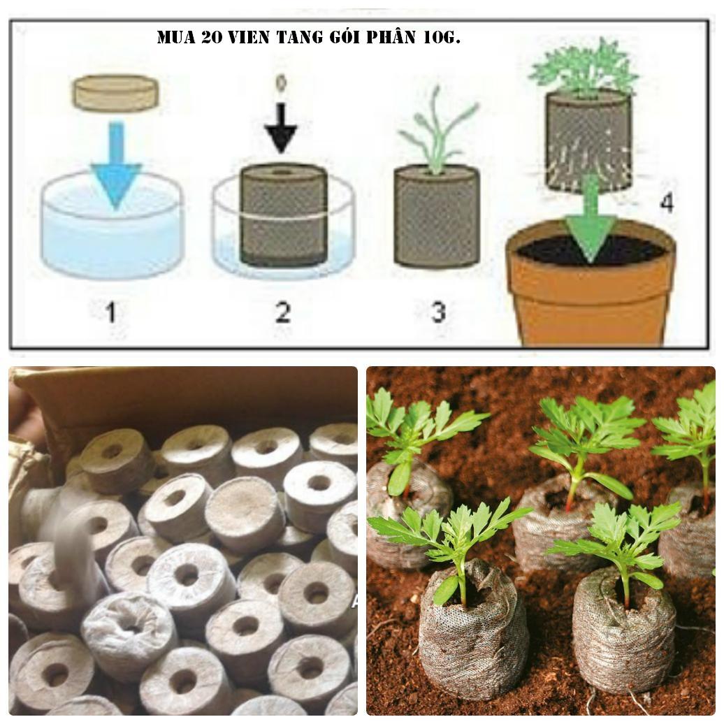 [HCM]Bộ 20 Viên Nén ươm hạt ( Viên nén mùm dừa)  -TẶNG GÓI PHÂN TĂNG TRƯỞNG .