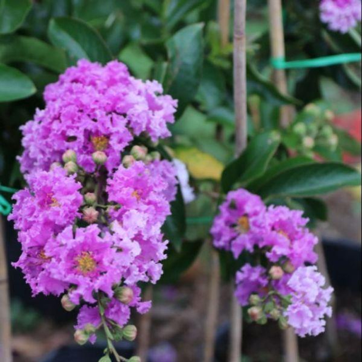 Xả giá siêu rẻ........ Cây bằng lăng thái Giá 190,000 Đồng*Miễn phí vận chuyển