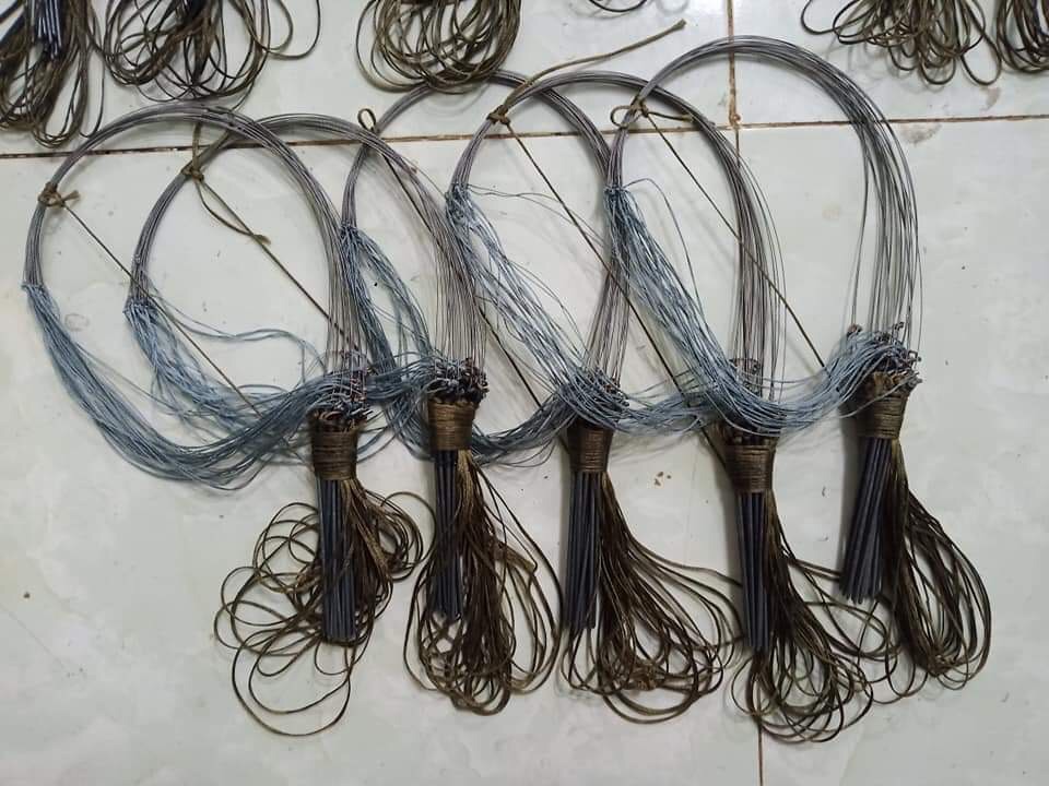 Giò bẫy gà rừng chân thép: