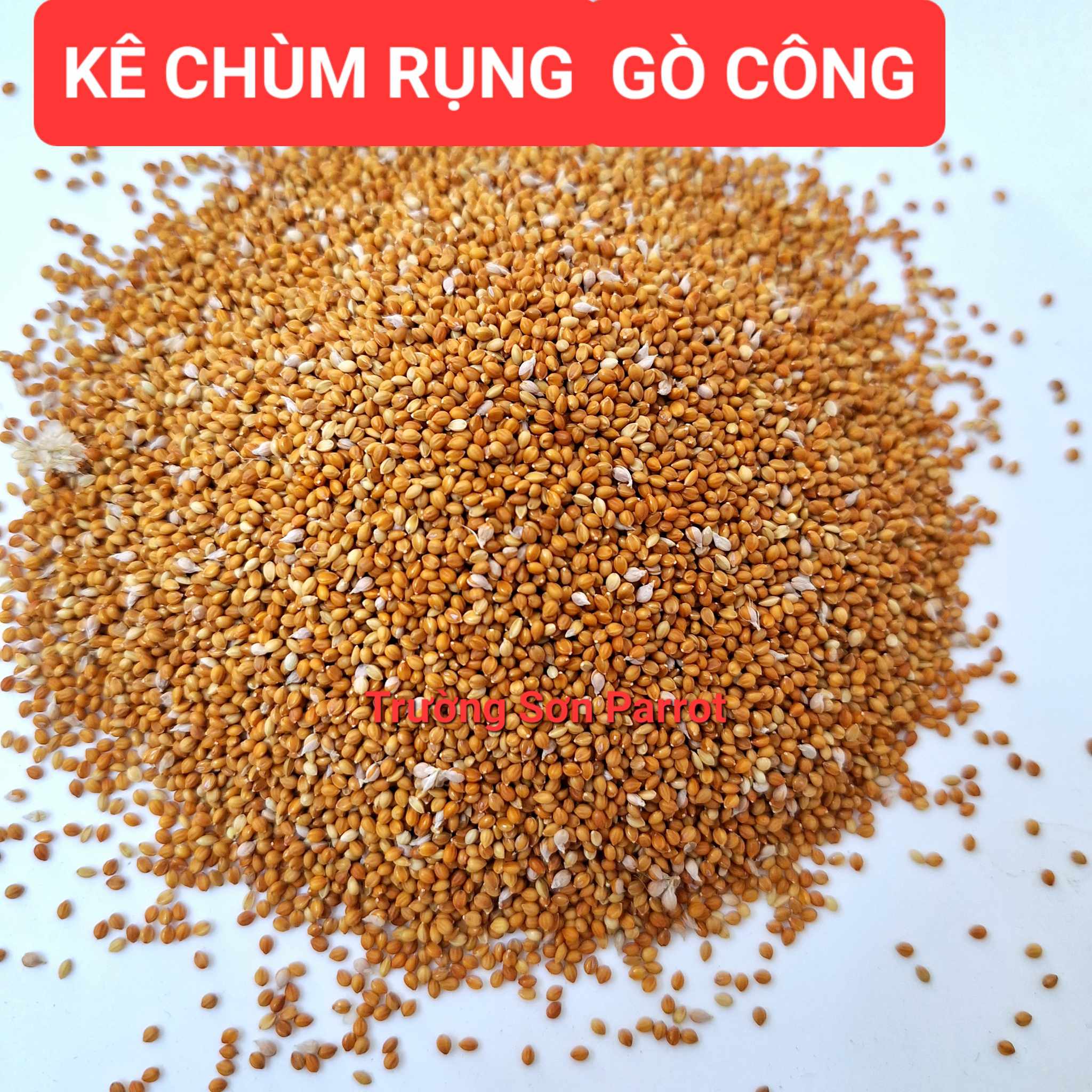 500g/1kg Hạt kê chùm rụng Gò Công thức ăn cho vẹt nhỏ, yến hót, cu gáy, yến phụng, lovebird, parrotlet, cockatiel....