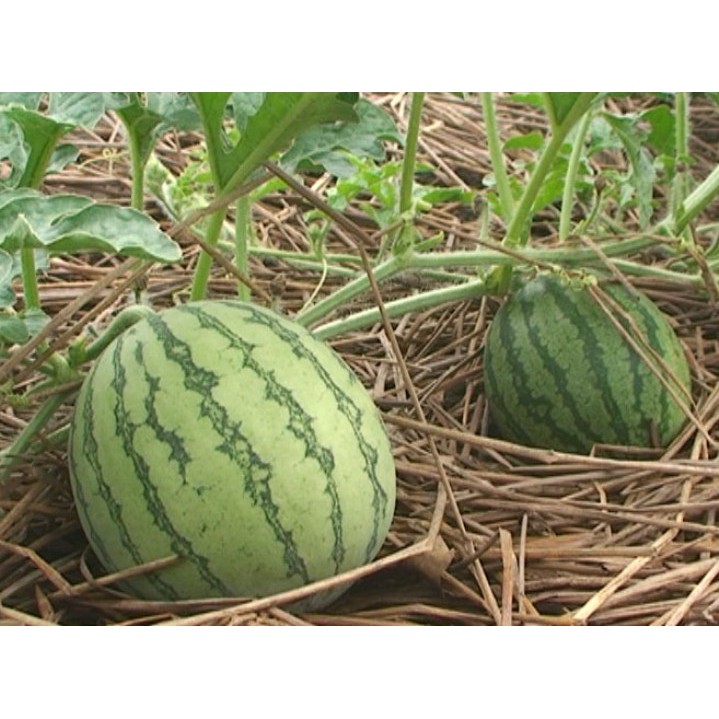 20 Hạt Giống Dưa Hấu Không Hạt Vỏ Sọc Cao Sản Sai Quả Ngọt