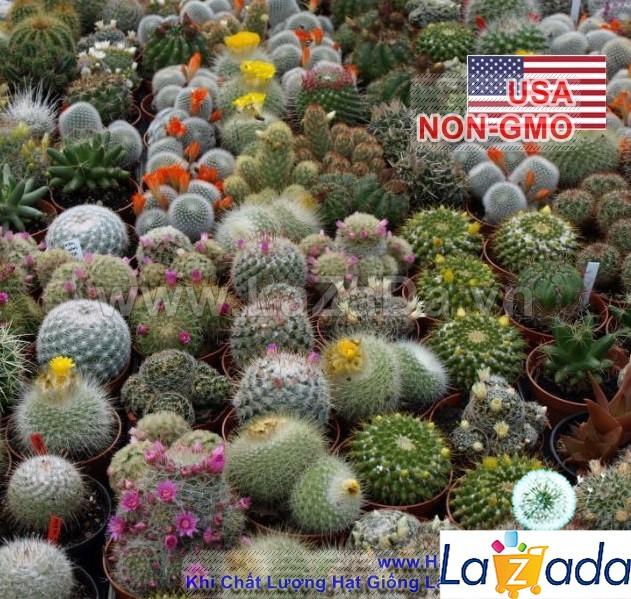 50h Hạt Giống Hoa Hồng Hoa Hồng Ri Mix CLEOME (TLB1| -KD: B6*V41*M168)