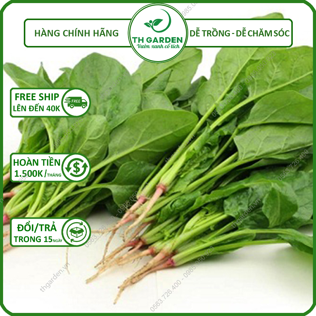 Hạt Giống Cải Bó Xôi (Rau Chân Vịt) TH Garden - 20 Gram ~ 2500 Hạt - Hạt Giống Dễ Trồng Dễ Chăm Sóc, Năng Suất Cao - Siêu Thực Phẩm Giàu Dinh Dưỡng