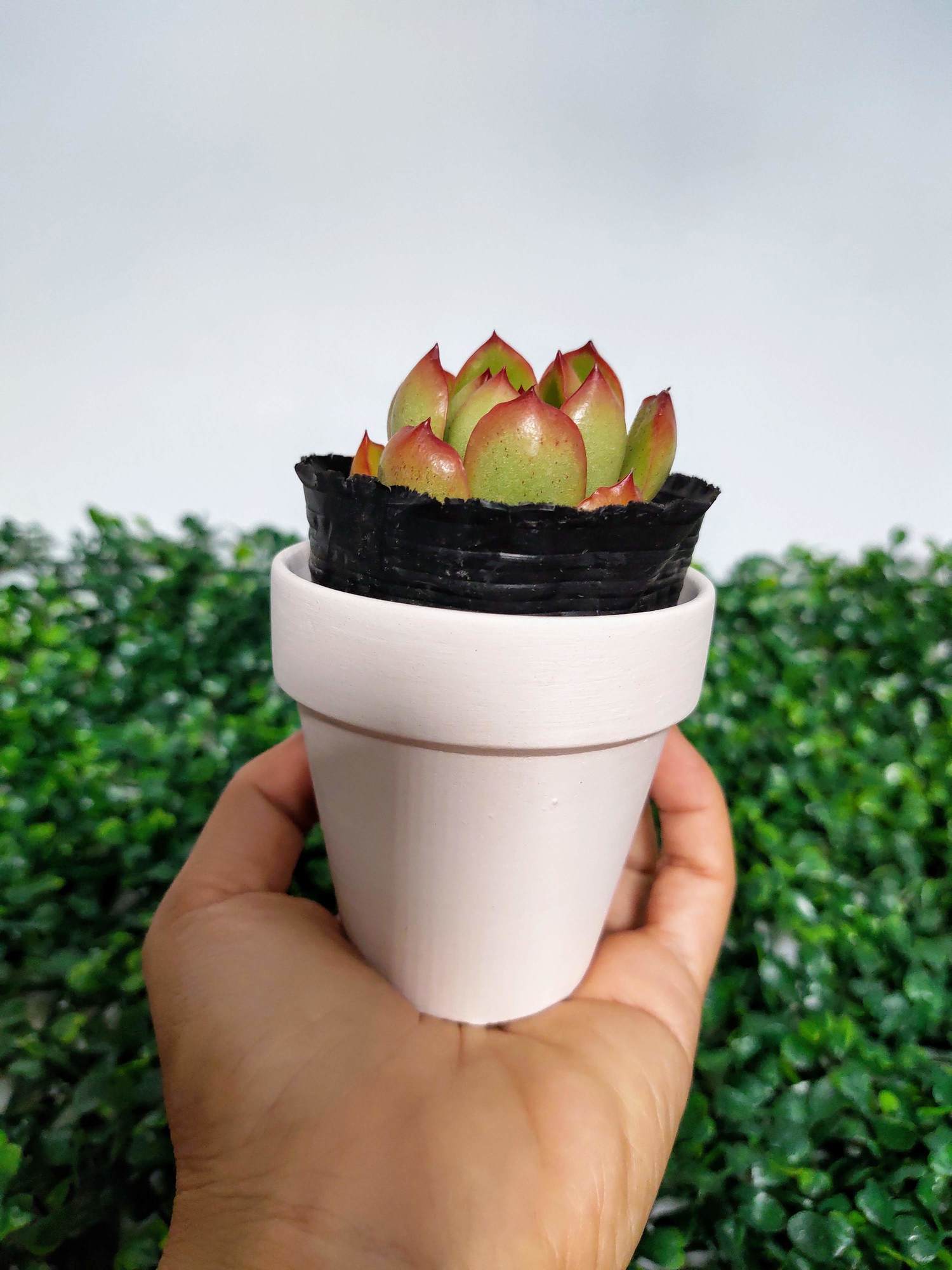 Combo 2 Chậu đất nung xinh xắn, phù hợp trồng sen đá