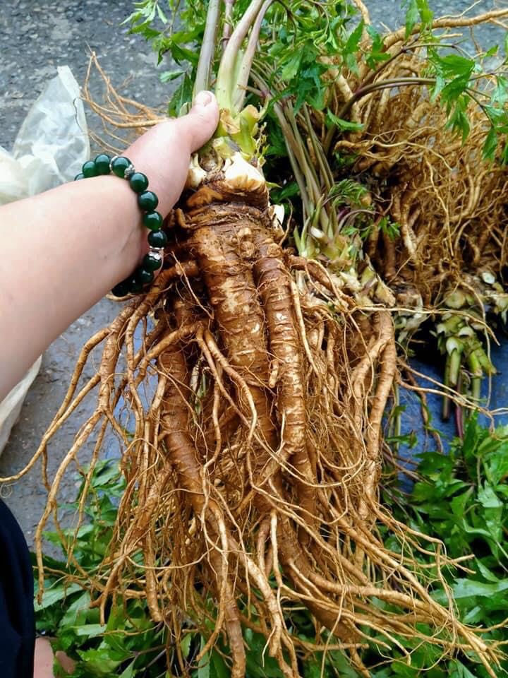 Sâm đương quy tươi (1kg)- có vị ngọt, cay, tính ấm