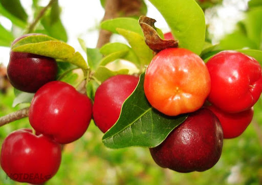 CÂY GIỐNG CÂY SƠ RI THÁI TRÁI NGỌT