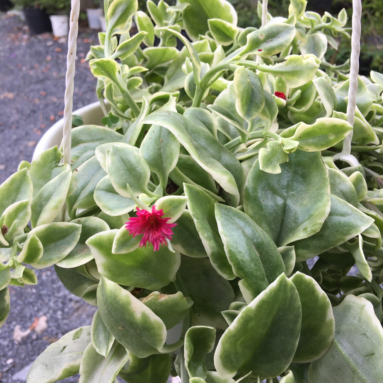 Chậu Cây BaBy Sun - cây kiểng lá có hoa đẹp - Heartleaf Iceplant