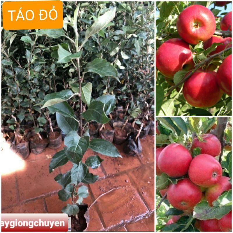 Giống cây táo lùn đỏ