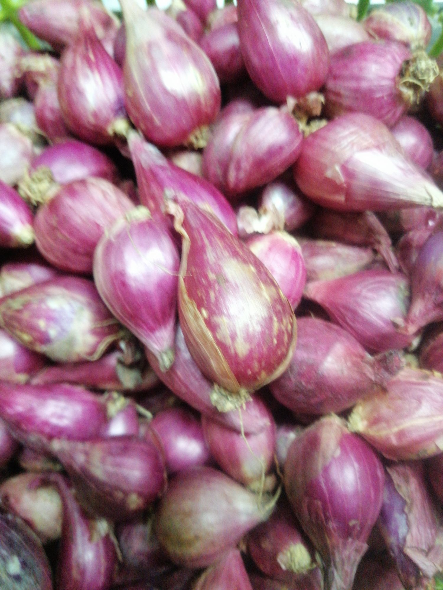 1/2 Kg củ hành hương
