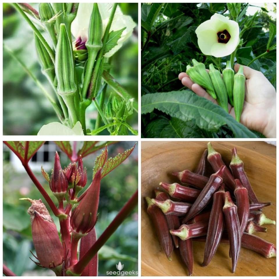 Hạt giống Đậu Bắp Tím / Xanh ( cao sản , năng suất, trồng quanh năm, quả to, mập nhiều dinh dưỡng )