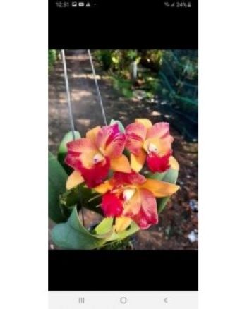Hoa lan cattleya third colors queen - cây dễ hoa dễ chăm sóc - cây khỏe mạnh bám rễ cực tốt - mai huy
