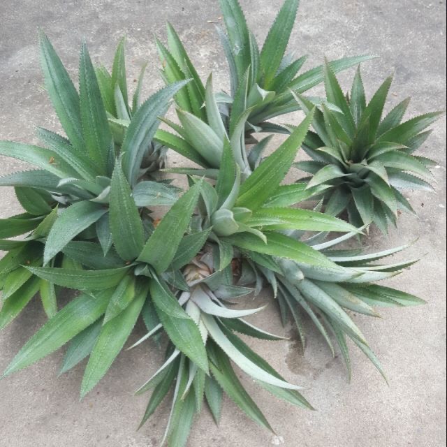 20 cây giống khóm , cây khỏe, cao từ 15-25cm, boiboi.organic