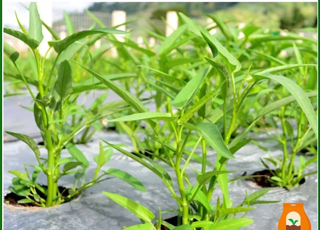 Hạt giống rau muống lá tre trang nông 100gram