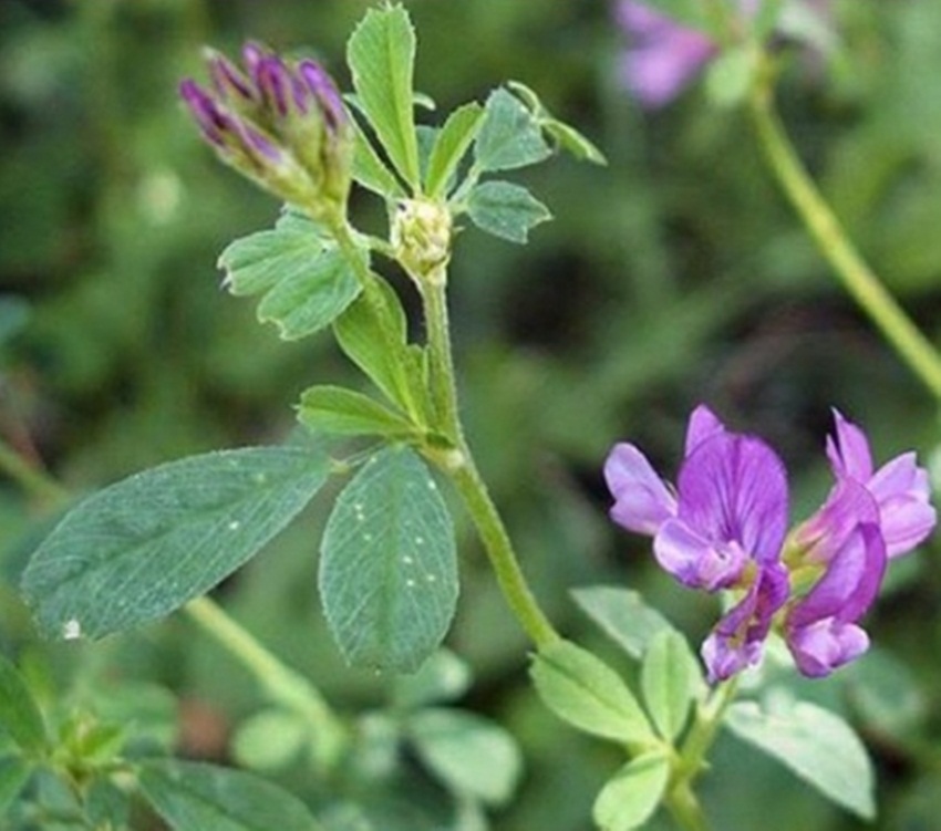 Hạt giống cỏ Linh Lăng