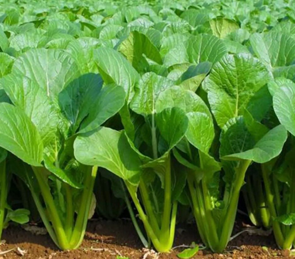 HẠT GIỐNG CẢI NGỌT (gói 20gram)