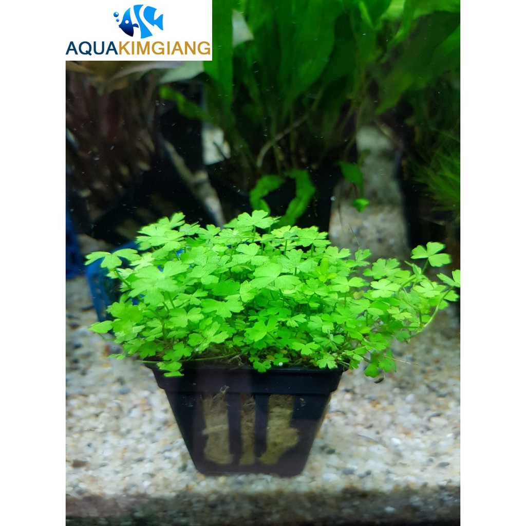 1 giỏ Cây thủy sinh rau má hương – cây thủy sinh trải nền cực đẹp bò rất nhanh không cần co2