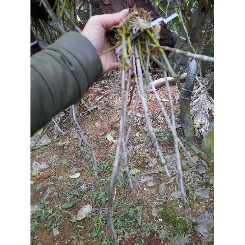 [FREESHIP - Xả Khô Máu] Hoa Phong Lan Hoàng Thảo Kèn