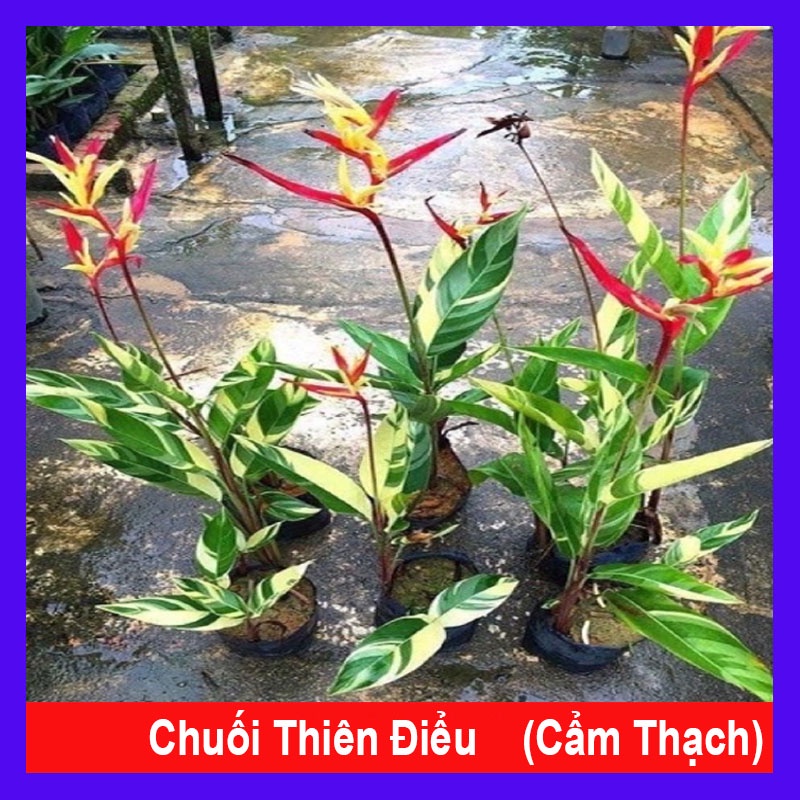 Chuối Thiên Điểu Cẩm Thạch - cây cảnh trong nhà - cây cảnh đẹp - caykiengsadec