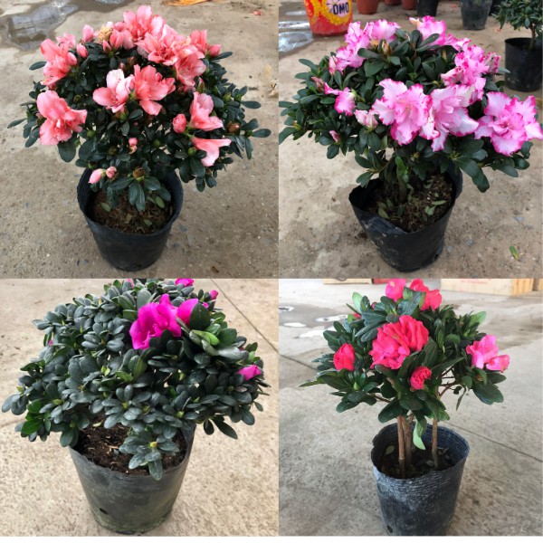 Cây đỗ quyên siêu hoa (4màu) , chiều cao cây 25-30cm  sức sống cực khỏe hoa bền lâu tàn, thích hợp làm cây tiểu cảnh