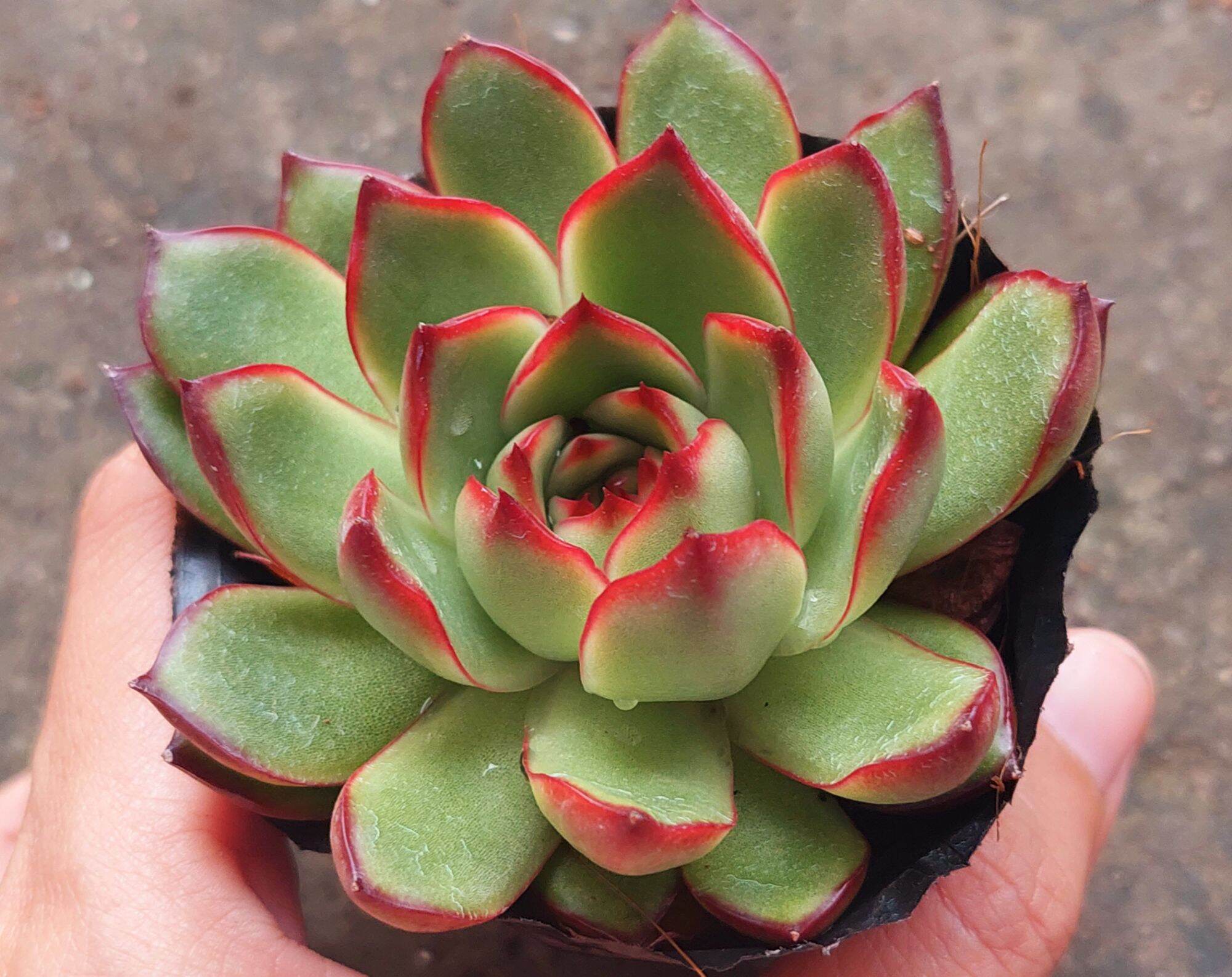 Sen đá ếch lửa size bầu 5-6cm