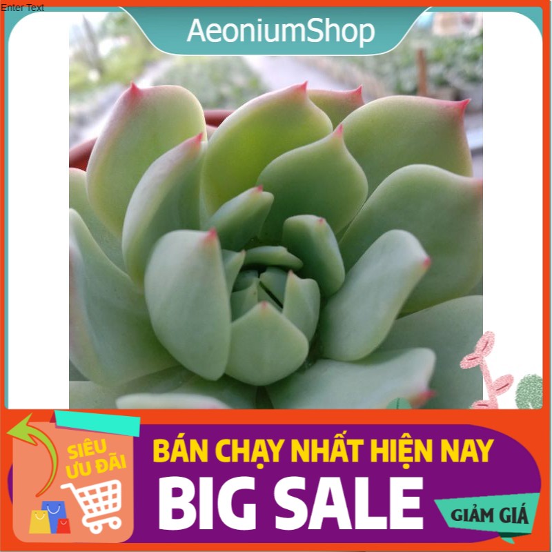 Sen Đá Bánh Bao Lửa, Xuất Xứ Đà Lạt, Lỗi 1 Đổi 1 ❣