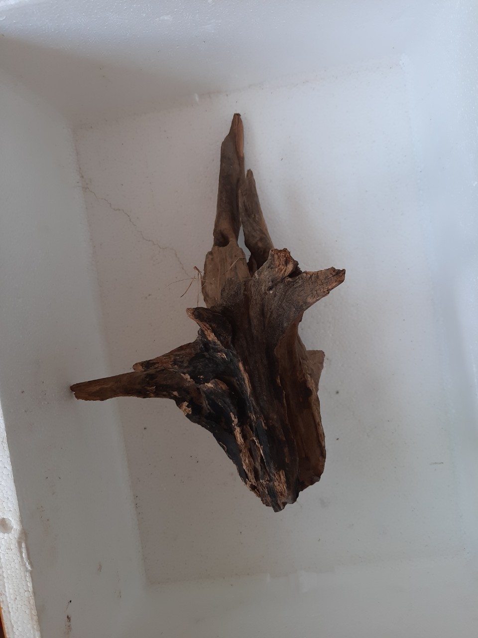 lũa ghép lan ngẫu nhiên hoặc ib riêng để chụp ảnh chọn 50k/cái