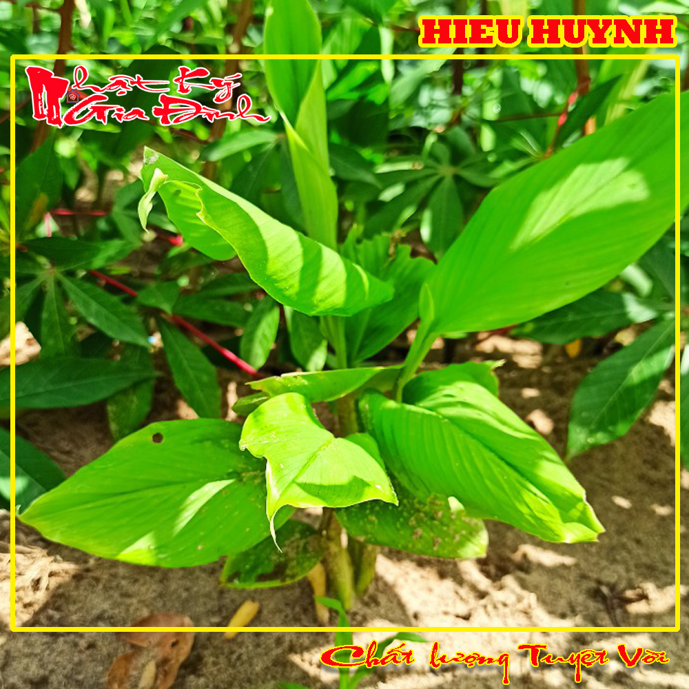 Cây Ngãi Bún Vùng 7 Núi Mua Về Trồng Lấy Củ Dùng Làm Bún Cá, Bún Mắm Miền Tây