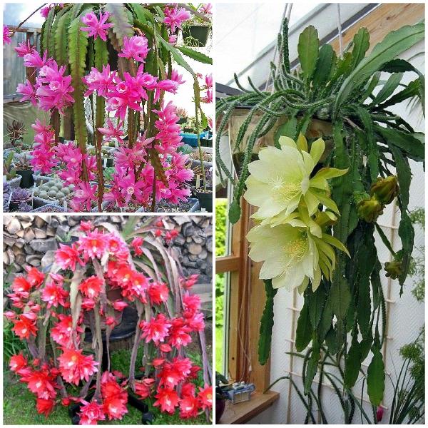 - Hạt giống hoa quỳnh giá rẻ