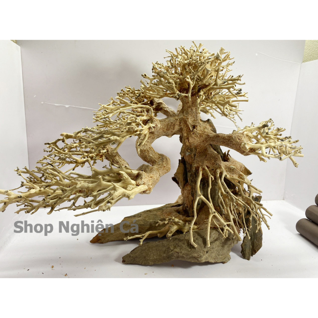 Lũa bonsai mini trang trí bể cá - bể thủy sinh dáng đổ