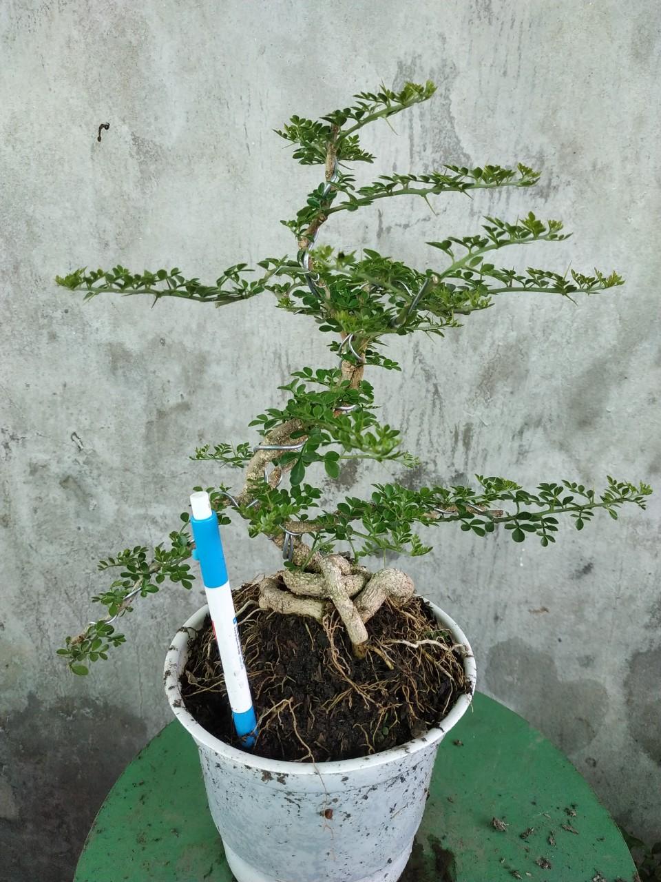Cây Cần Thăng Bonsai Mini Dáng Chọn Ngẫu Nhiên - Chậu Bonsai