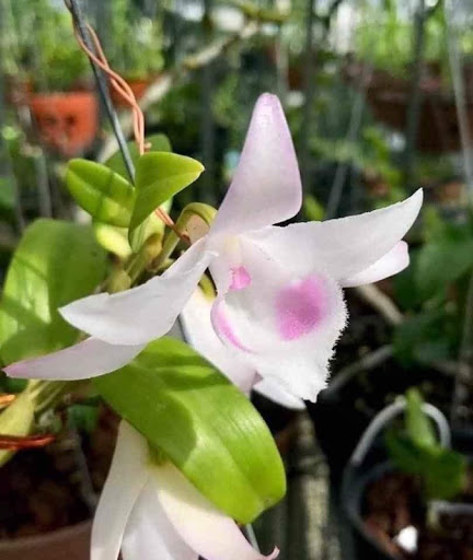 Dã hạc hồng mỹ nhân cốc 1-2 thân