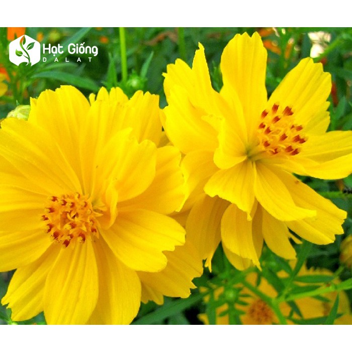 Hạt giống cánh bướm vàng cao 50 hạt