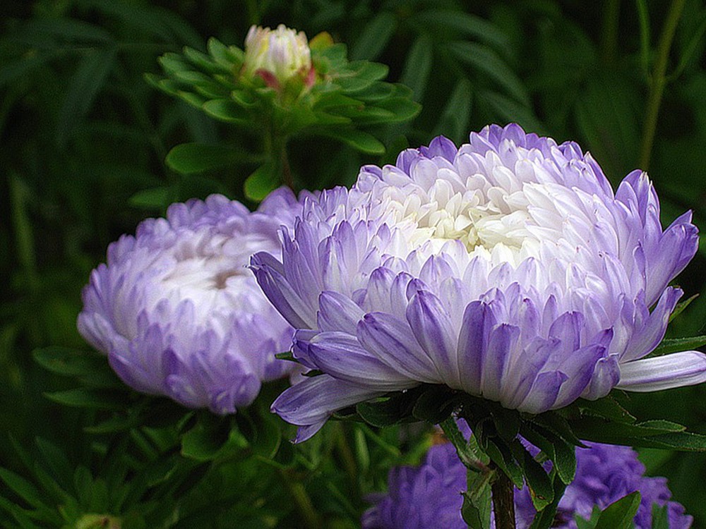 [HCM]Hạt giống hoa cúc kim cương(tặng gói hạt giống ngẫu nhiên)