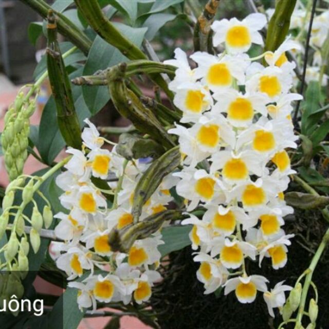 LAN KIỀU VUÔNG hàng rừng hoa siêu đẹp, gửi đi nguyên GIÒ + Tặng 2 Cây Quế Giống