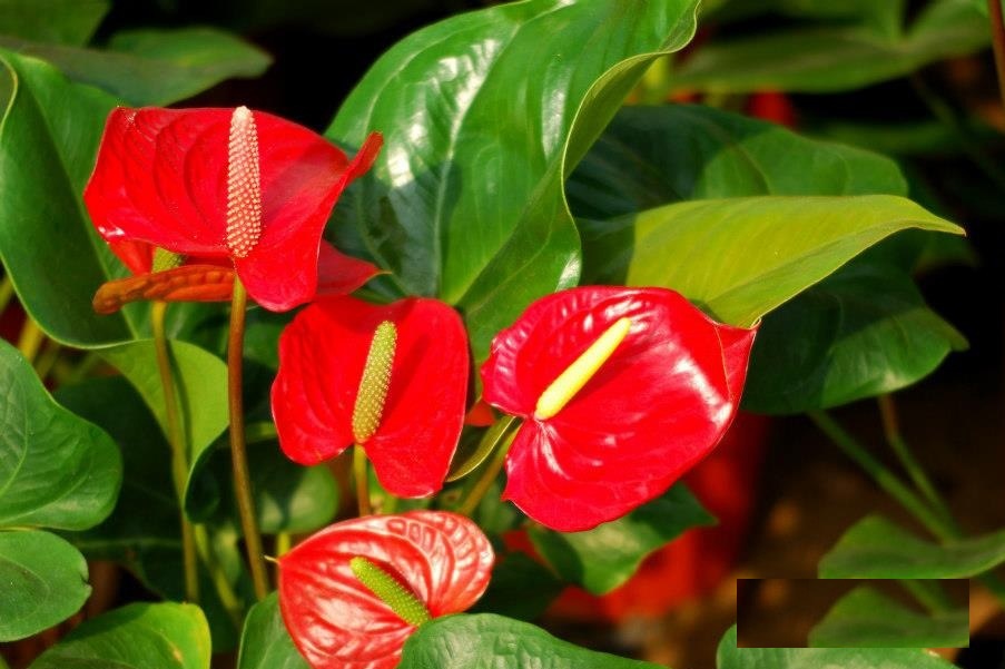 Chậu HỒNG MÔN (BUỒN ĐỎ, VĨ HOA TRÒN, MÔN HỒNG) siêu hoa, hoa đẹp, hoa quanh năm, cây Phong thủy tượng trưng tình yêu và lòng hiếu khách, thanh lọc không khí, cây y hình gửi đi nguyên chậu