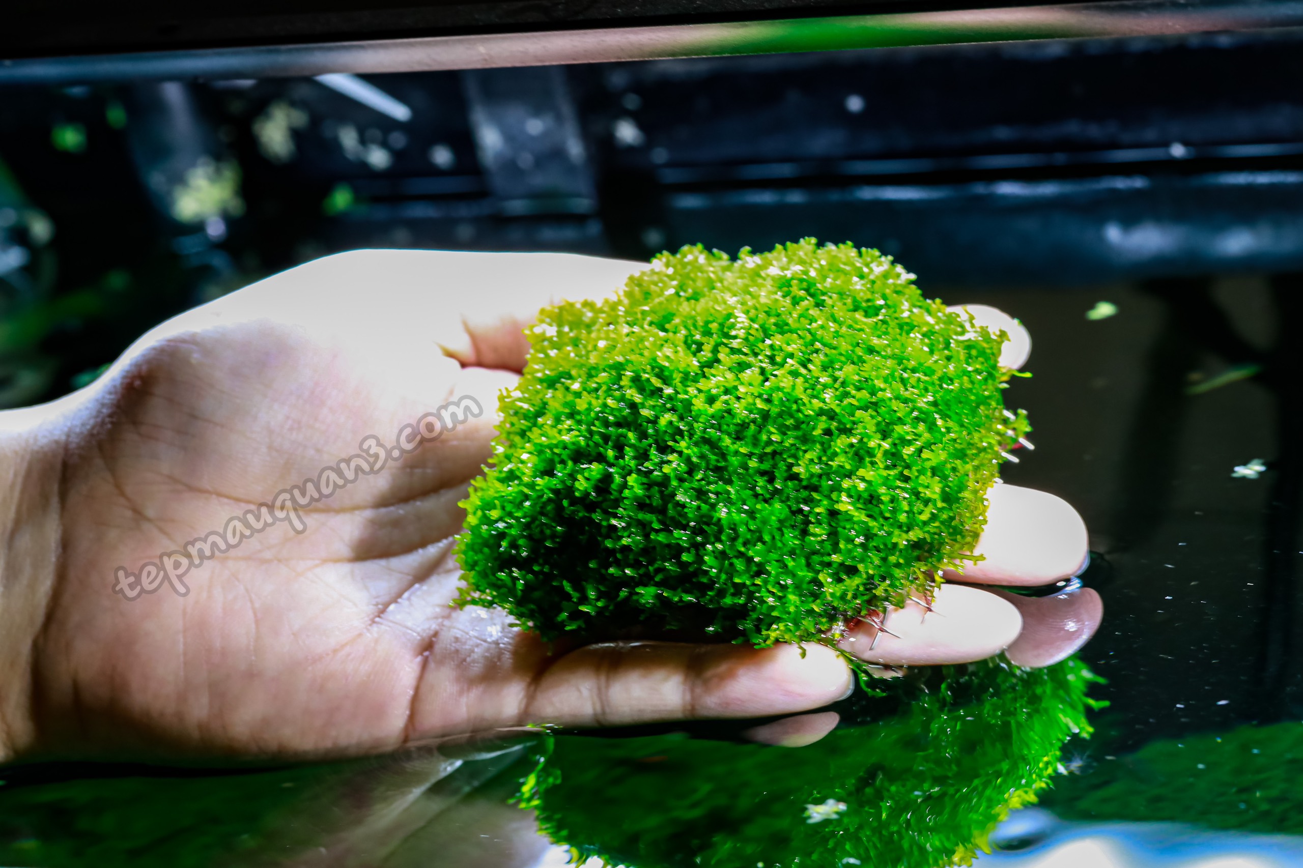 Cầu Rêu Minipelia Trang Trí Hồ Tép Cảnh