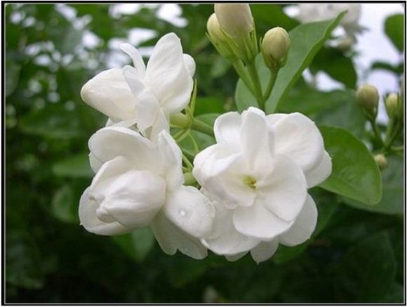 Cây giống hoa hải đường trắng size nhỏ