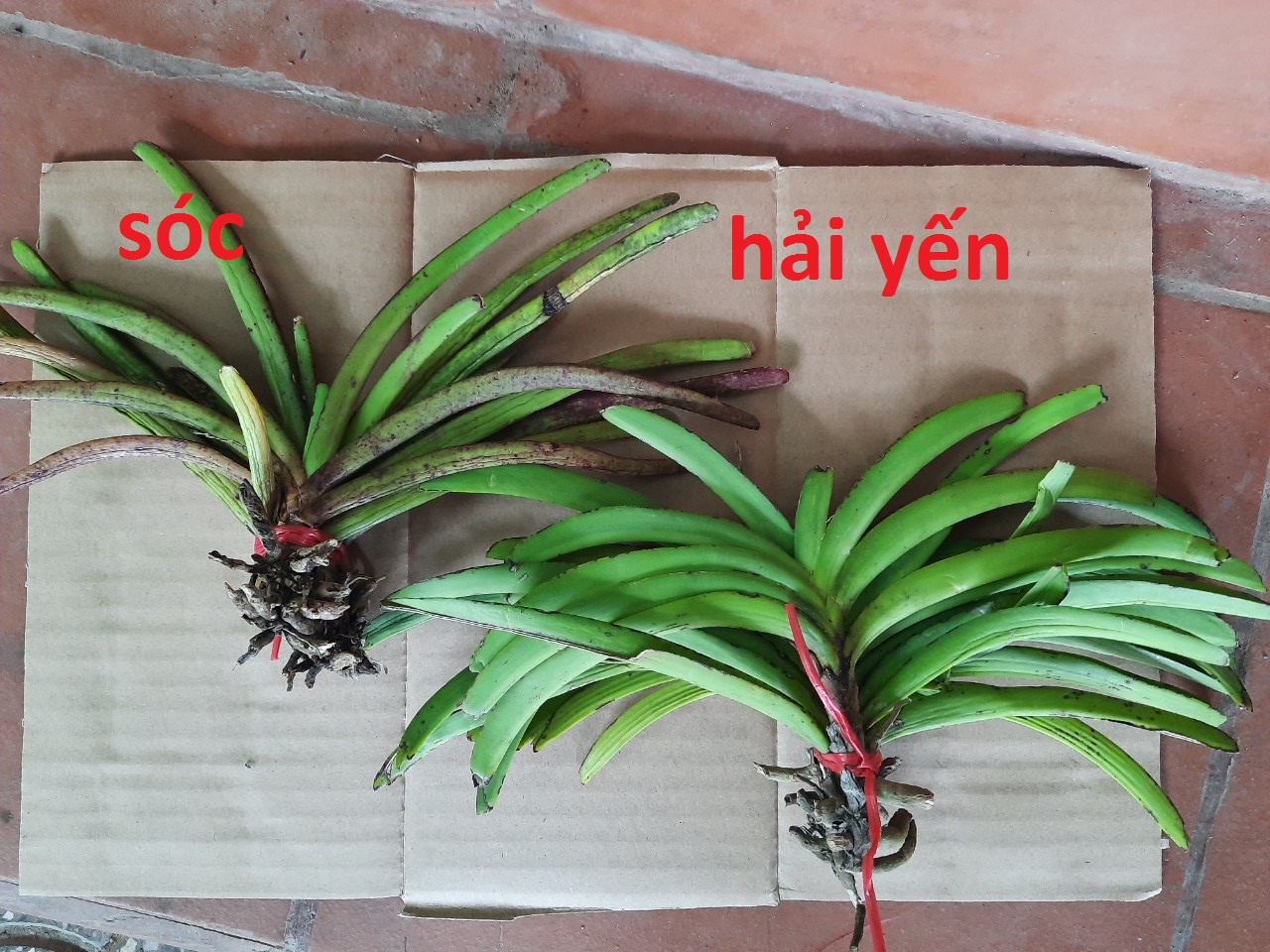 lan combo 3 cây hải yến + 3 cây đuôi sóc(hoa nở tháng 4)