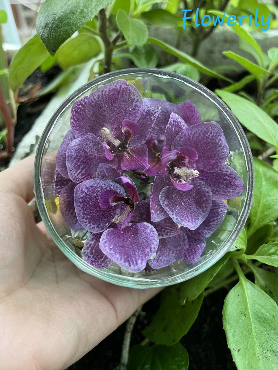 Ly hoa lan hồ điệp mini khô vĩnh cửu 100% hoa, lá thật size 9x8cm