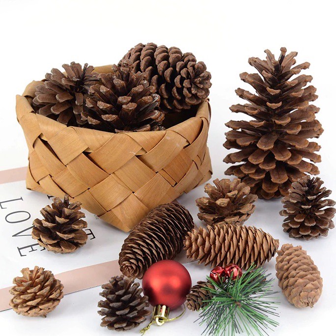 Quả thông khô tự nhiên . Quả thông khô phụ kiện trang trí làm đồ handmade , decor , chụp ảnh ,... Combo 5 quả