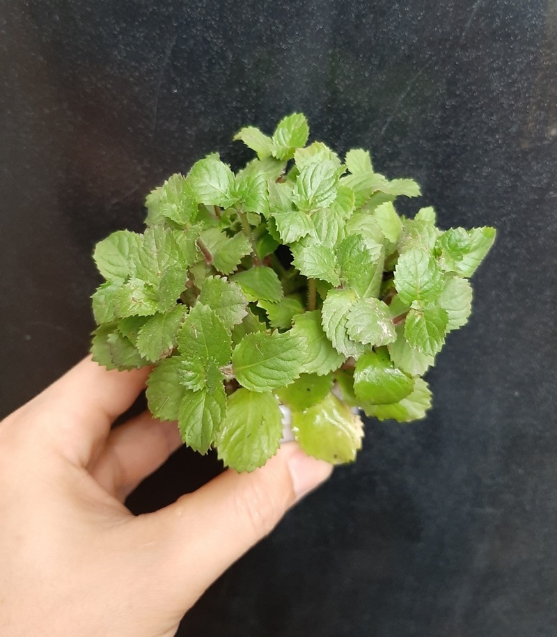 Cây thủy sinh cắt cắm: Thủy cúc, cây lá cạn, bầu 12 - 15 cây, cây đã có rễ