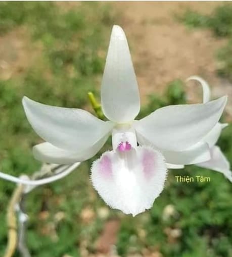 CỐC Lan phi điệp đột biến 5 CÁNH TRẮNG THIỆN TÂM - Hoa siêu đẹp giá rẻ - Hàng gieo hạt - Cây y hình