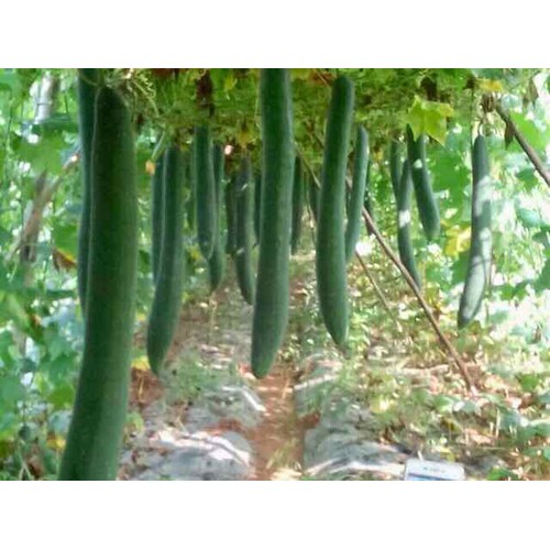 Hạt giống Bí xanh