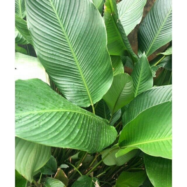 10 cây giống dong riềng làm cảnh 60cm 366lz 688l 682lz lz015